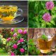 17 Popular Herbal Tea Plants to Grow in Garden