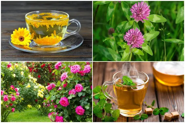 17 Popular Herbal Tea Plants to Grow in Garden