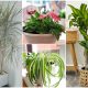18 Best Houseplants for Cleaning Indoor Air Pollution