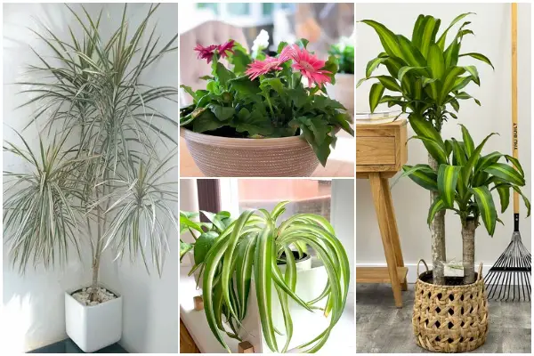 18 Best Houseplants for Cleaning Indoor Air Pollution