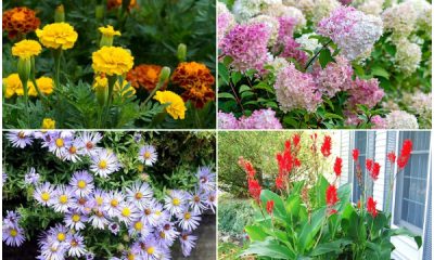 19 Beautiful Flowers That Bloom During Summer Season