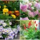 19 Beautiful Flowers That Bloom During Summer Season