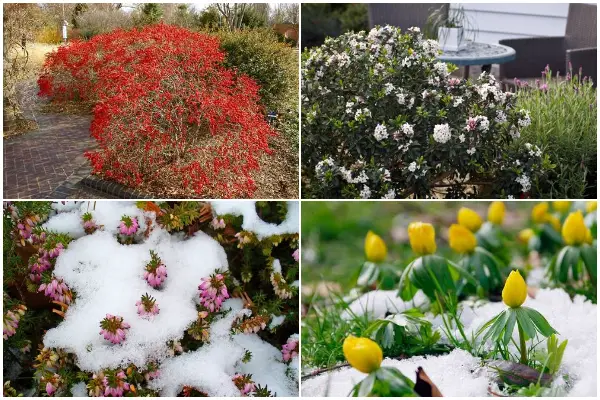 19 Beautiful Winter Flowering Shrubs to Adorn Your Yard During Cold Months