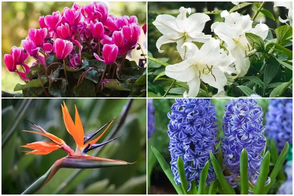 20 Toxic Flowers to Watch Out For