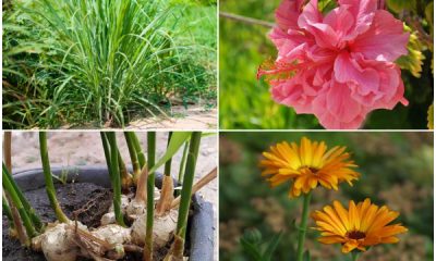 24 Popular Medicinal Plants to Grow in Garden