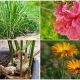 24 Popular Medicinal Plants to Grow in Garden