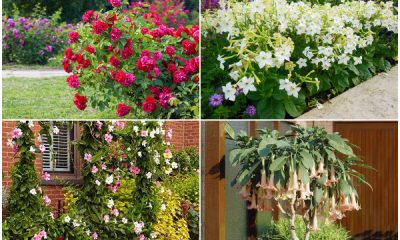 9 Best Plants That Emit Fragrance for Your Yard