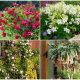 9 Best Plants That Emit Fragrance for Your Yard