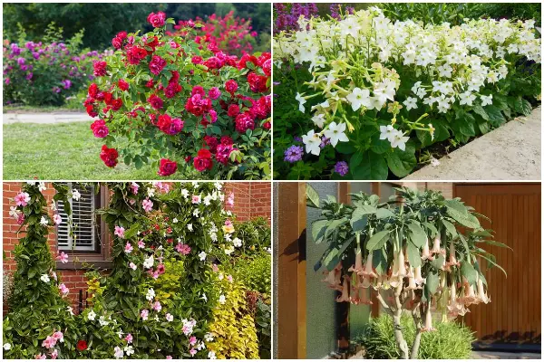 9 Best Plants That Emit Fragrance for Your Yard