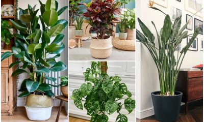 9 Easy-to-grow Large Houseplants for Beginners