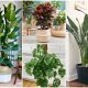 9 Easy-to-grow Large Houseplants for Beginners