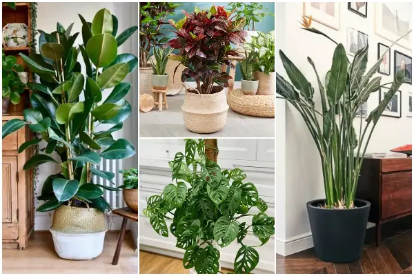 9 Easy-to-grow Large Houseplants for Beginners