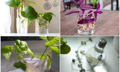 9 Easy-to-propagate Houseplants and Herbs in Water