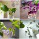 9 Easy-to-propagate Houseplants and Herbs in Water