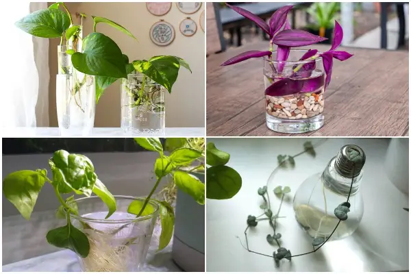 9 Easy-to-propagate Houseplants and Herbs in Water