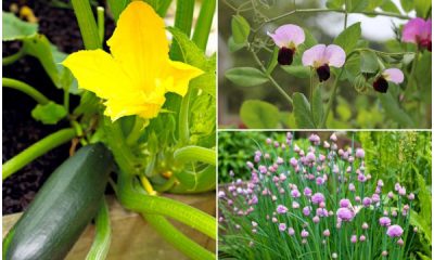 9 Flowering Vegetables and Herbs for a Stunning Garden