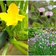 9 Flowering Vegetables and Herbs for a Stunning Garden