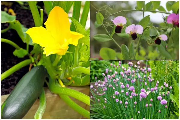 9 Flowering Vegetables and Herbs for a Stunning Garden