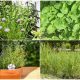 9 Heat-loving Herbs That Grow Best In Sunny Gardens