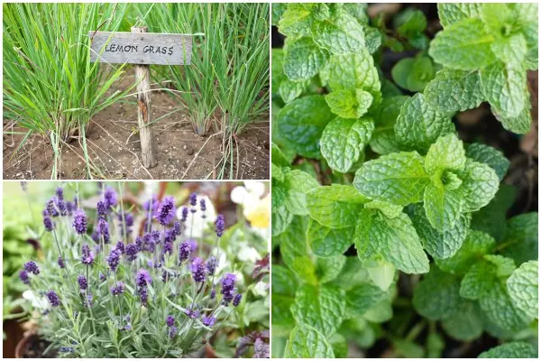 9 Herbs to Repel Ants Around Your Home and Garden