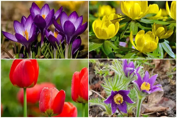 9 Unique Flowers That Have Cup Shapes