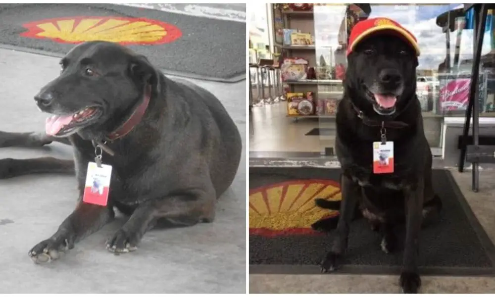 Abandoned Dog Finds His New Career As A Full-Time Employee At Gas Station