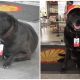 Abandoned Dog Finds His New Career As A Full-Time Employee At Gas Station