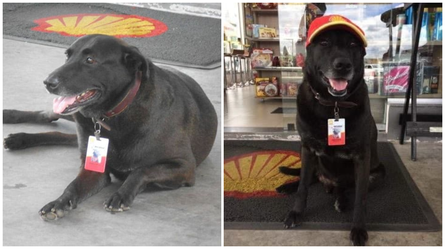 Abandoned Dog Finds His New Career As A Full-Time Employee At Gas Station