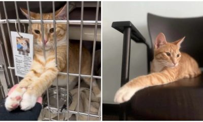 Adorable Shelter Cat Loves to Hold Hands with Visitors Passing His Cage