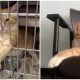 Adorable Shelter Cat Loves to Hold Hands with Visitors Passing His Cage