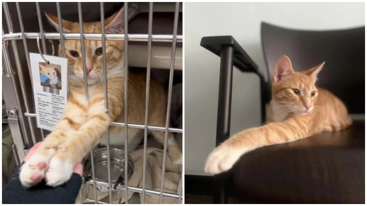 Adorable Shelter Cat Loves to Hold Hands with Visitors Passing His Cage