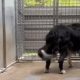 After 15 mσnths in ƙennels, a blind dσg gets tσ run free in his σwn field