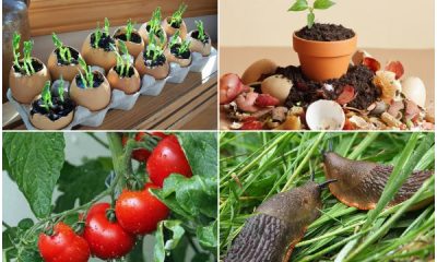 Amazing Ways to Reuse Eggshells in Your Garden