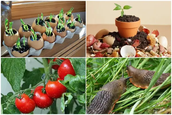 Amazing Ways to Reuse Eggshells in Your Garden