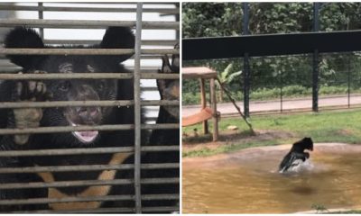 Bear Escapes 9-Year Cage Confinement, Enjoys Freedom Moment When Being Seen Water For The First Time