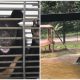 Bear Escapes 9-Year Cage Confinement, Enjoys Freedom Moment When Being Seen Water For The First Time