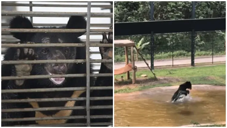 Bear Escapes 9-Year Cage Confinement, Enjoys Freedom Moment When Being Seen Water For The First Time