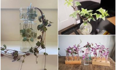 Beautiful Vining Houseplants That Grow Well in Water Environment