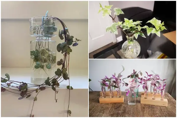 Beautiful Vining Houseplants That Grow Well in Water Environment