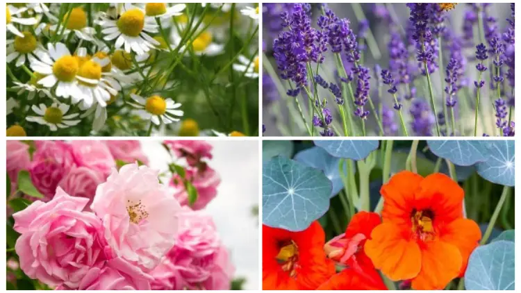 Best 13 Useful Flowers You Should Grow in The Garden