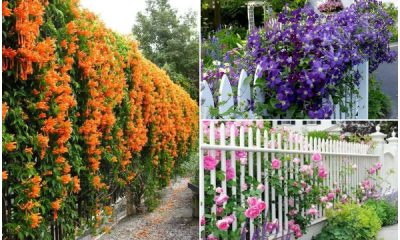 Best Beautiful Vining Flower Varieties for Garden Fence