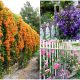 Best Beautiful Vining Flower Varieties for Garden Fence