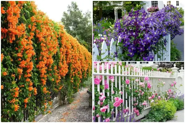 Best Beautiful Vining Flower Varieties for Garden Fence