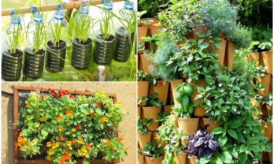 Best Green Leafy Veggies to Grow in Vertical Garden