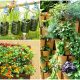 Best Green Leafy Veggies to Grow in Vertical Garden