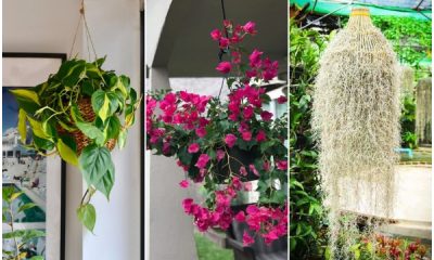 Best Hanging Houseplants That Can Purify the Air