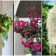 Best Hanging Houseplants That Can Purify the Air