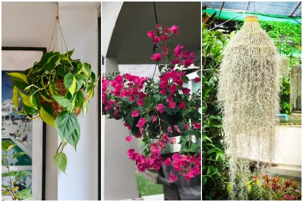 Best Hanging Houseplants That Can Purify the Air