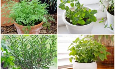 12 Best Herbs That Grow Well Indoors Year-round