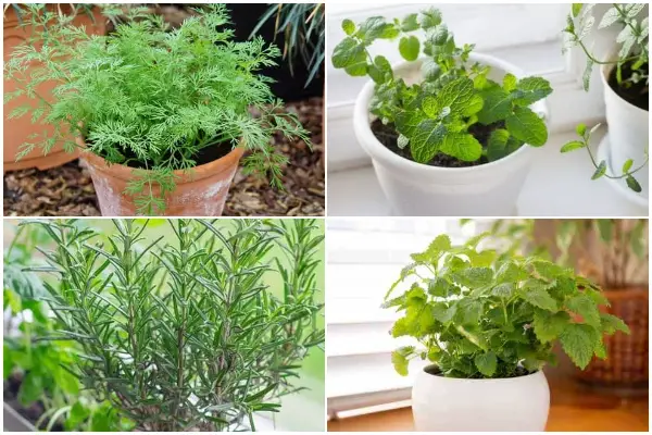 12 Best Herbs That Grow Well Indoors Year-round